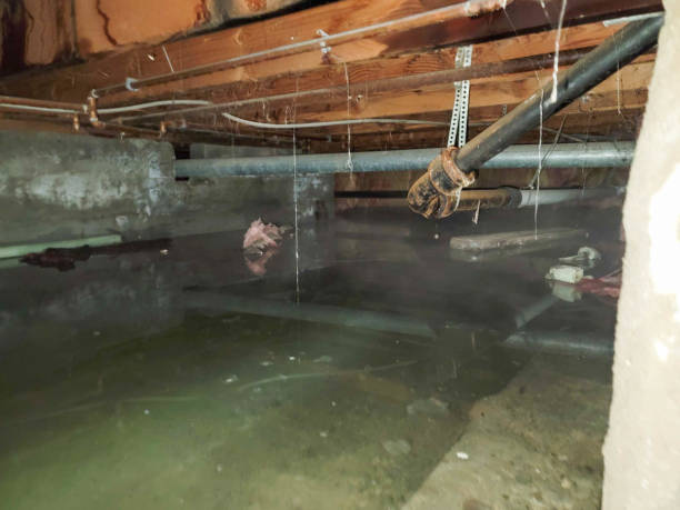 Best Mold removal after water damage  in Amerin Nyon, CA